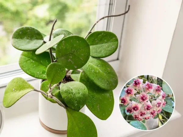 Top 5 Must-Have Hoya Varieties for Beginners