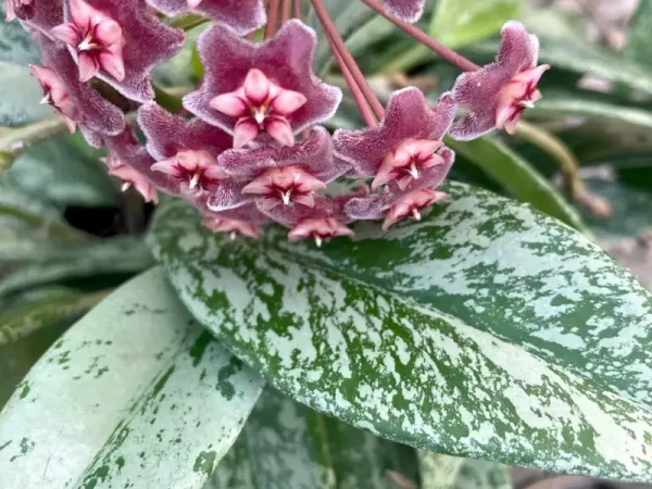 Top 5 Must-Have Hoya Varieties for Beginners