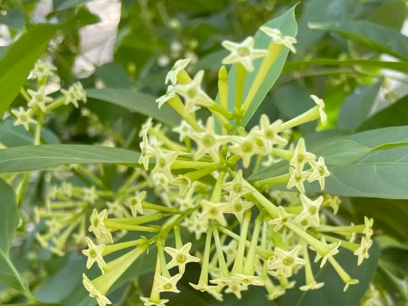 Top 7 Best Smelling Jasmine Varieties for a Heavenly Garden