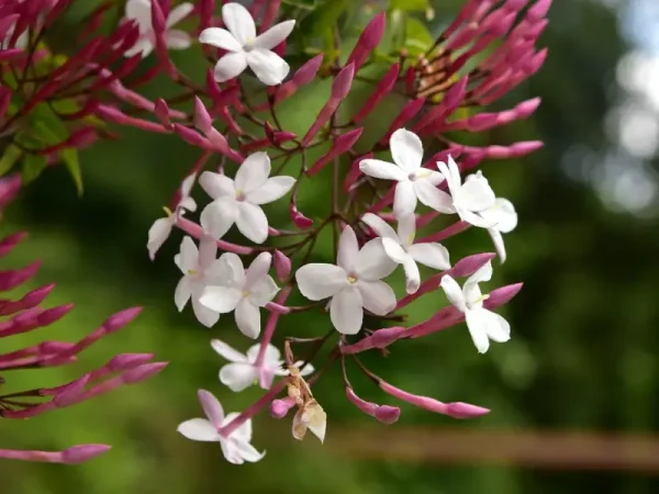 Top 7 Best Smelling Jasmine Varieties for a Heavenly Garden