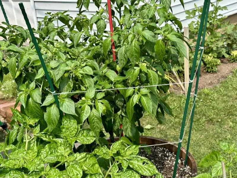 Master the Heat: 8 Expert Tips for Growing Jalapeños Like a Pro