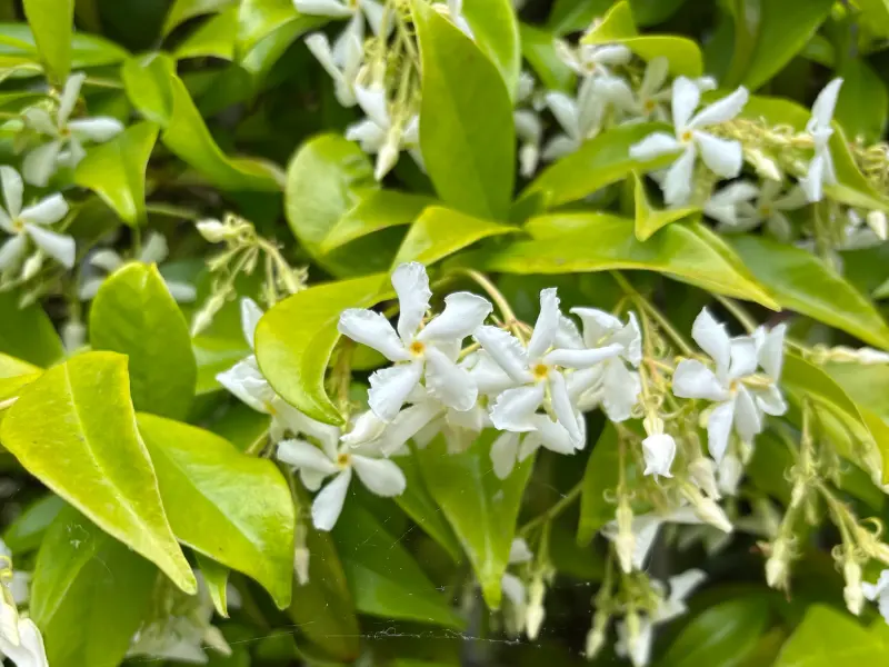 Top 7 Best Smelling Jasmine Varieties for a Heavenly Garden