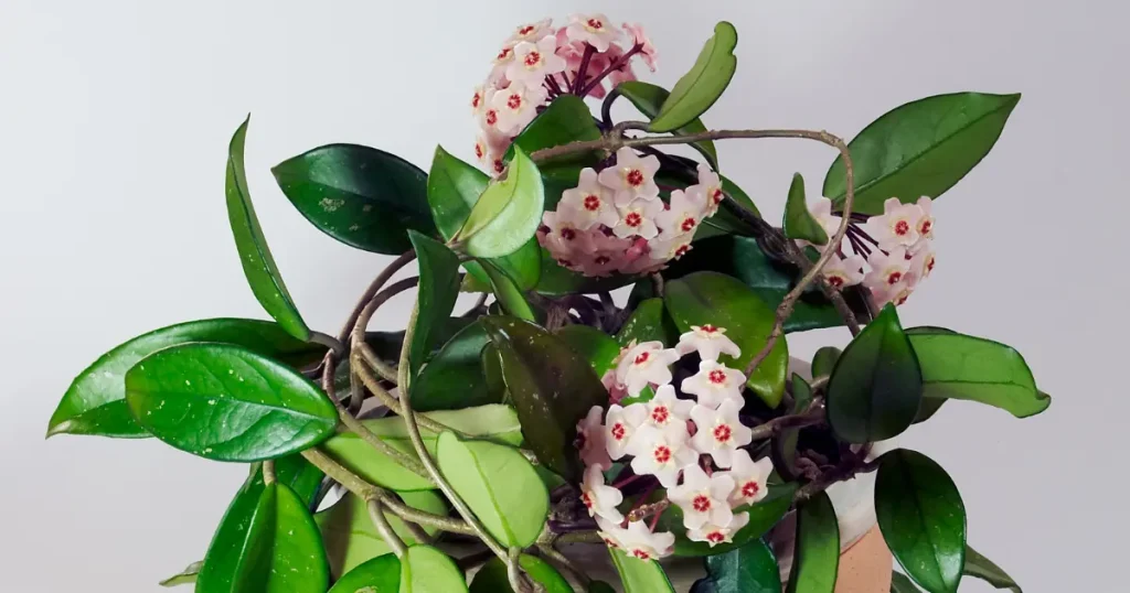 Top 5 Must-Have Hoya Varieties for Beginners