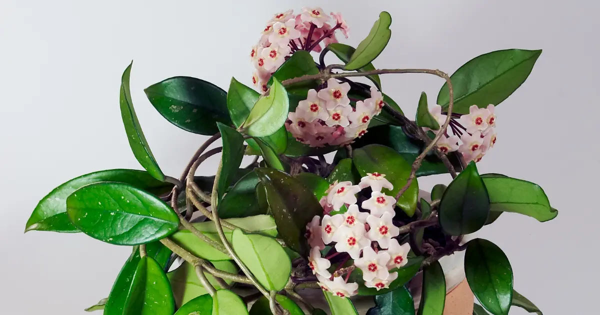 Top 5 Must-Have Hoya Varieties for Beginners