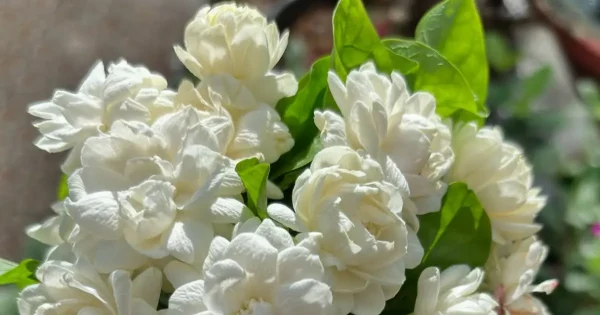 Top 7 Best Smelling Jasmine Varieties for a Heavenly Garden