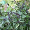African Blue Basil Live Plant - 2.5 Inch Pot - Perennial Herb for Garden - Image 1