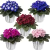 African Violet Live Plant - 4" Pot, Well-Rooted, Year-Round Blooming Indoor Houseplant - Image 1