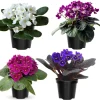 African Violet Live Plant - Indoor Flowering Houseplant - 4 Inch Pot - Image 1