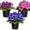 African Violet Live Plant - Random Color Flowering Houseplant, Potted 2-4 inch - Image 1