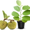Annona Squamosa Live Plant - Tropical Sugar Apple Tree, 7-12" Tall, Includes Pot, Zones 9-11 - Image 1
