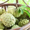 Annona squamosa Sugar Apple Live Plant - 6-10" Tall Tropical Fruit Tree in Pot for Outdoor & Container Growing - Image 1