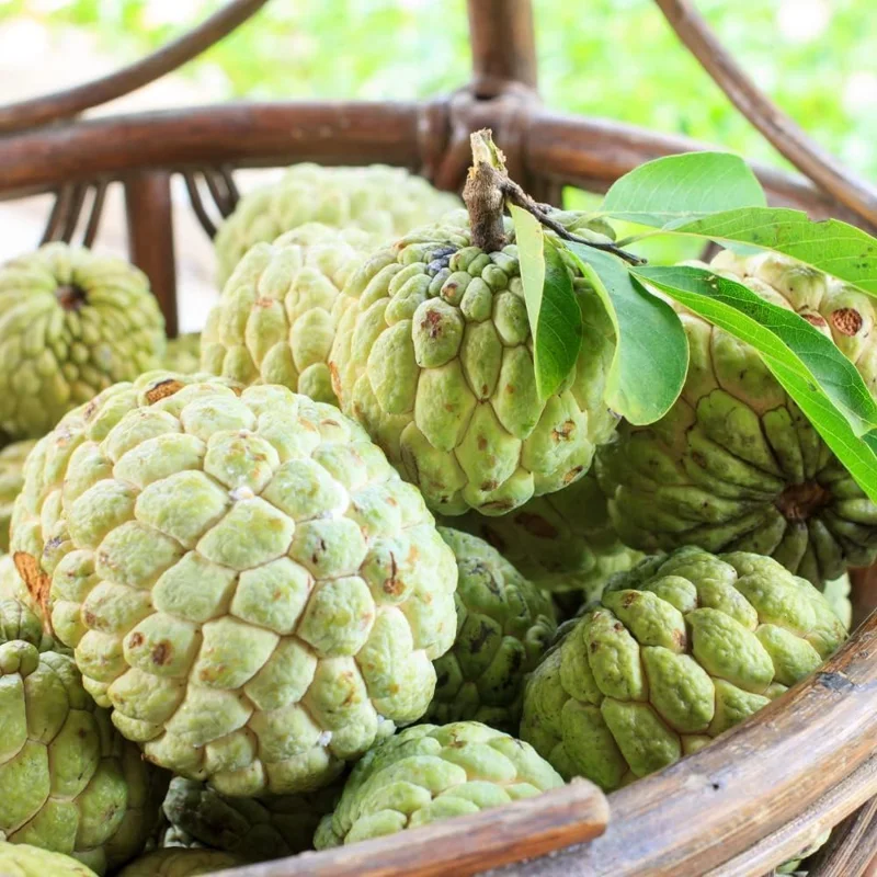 Annona squamosa Sugar Apple Live Plant - 6-10" Tall Tropical Fruit Tree in Pot for Outdoor & Container Growing - Image 1