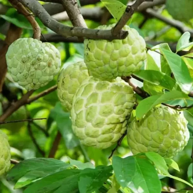 Annona squamosa Sugar Apple Live Plant - 6-10" Tall Tropical Fruit Tree in Pot for Outdoor & Container Growing - Image 4