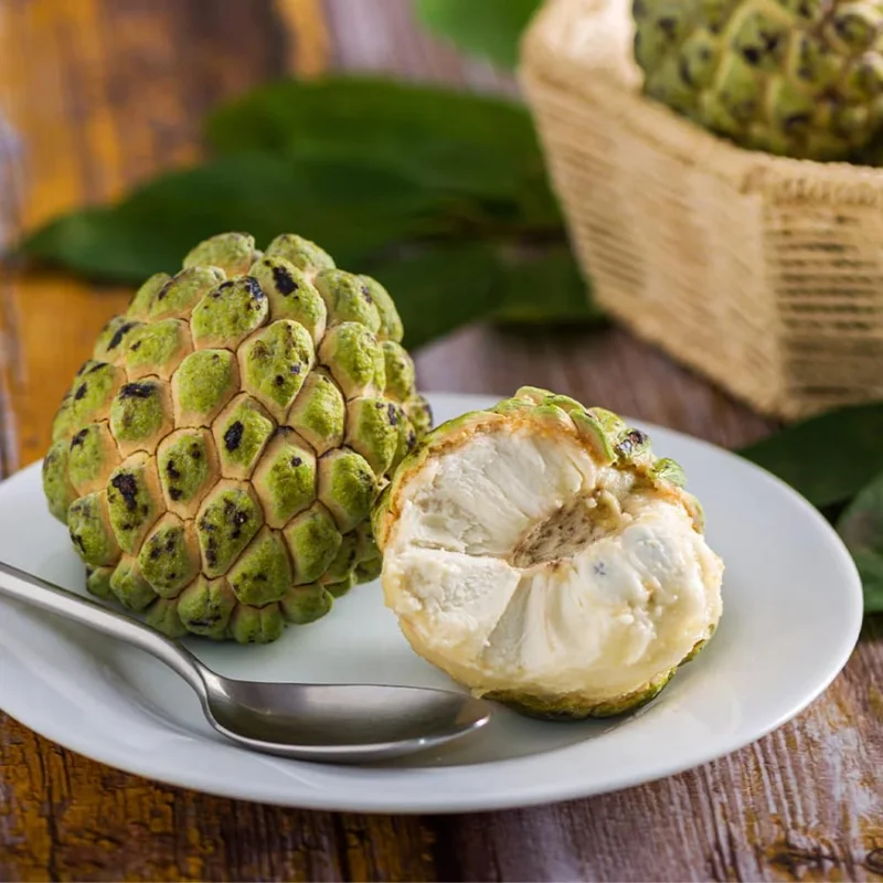 Annona squamosa Sugar Apple Live Plant - 6-10" Tall Tropical Fruit Tree in Pot for Outdoor & Container Growing - Image 5