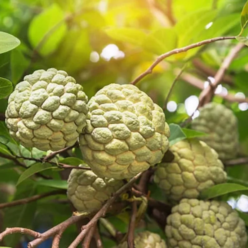 Annona squamosa Sugar Apple Live Plant - 6-10" Tall Tropical Fruit Tree in Pot for Outdoor & Container Growing - Image 7