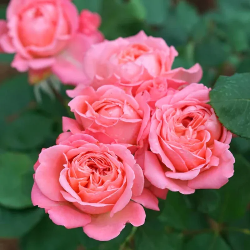 Apricot Rose Live Plant, Fragrant Ornamental Flowers, Potted, Outdoor - Image 1