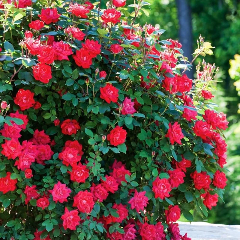 Apricot Rose Live Plant, Fragrant Ornamental Flowers, Potted, Outdoor - Image 3