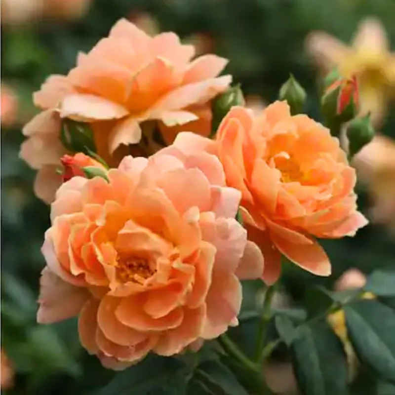 Apricot Rose Live Plant, Fragrant Ornamental Flowers, Potted, Outdoor - Image 5
