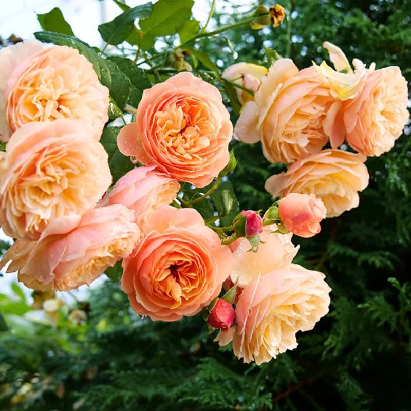 Apricot Rose Live Plant, Fragrant Ornamental Flowers, Potted, Outdoor - Image 6
