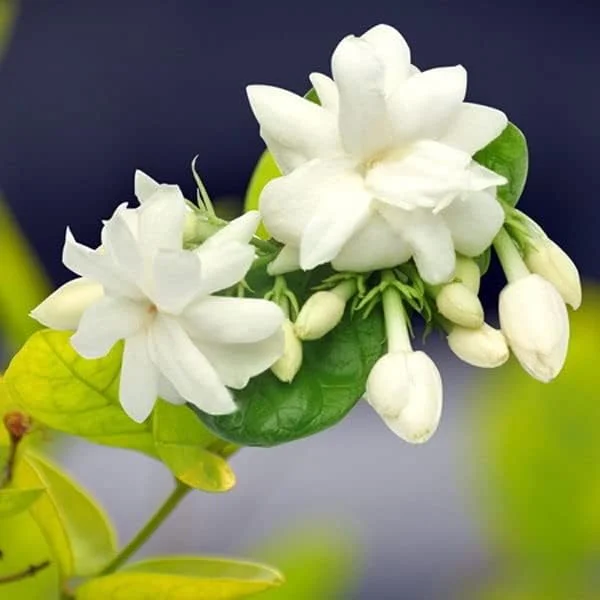 Arabian Jasmine Live Plant - Sambac Fragrant Flower, 5-7 Inch, Indoor/Outdoor - Image 1