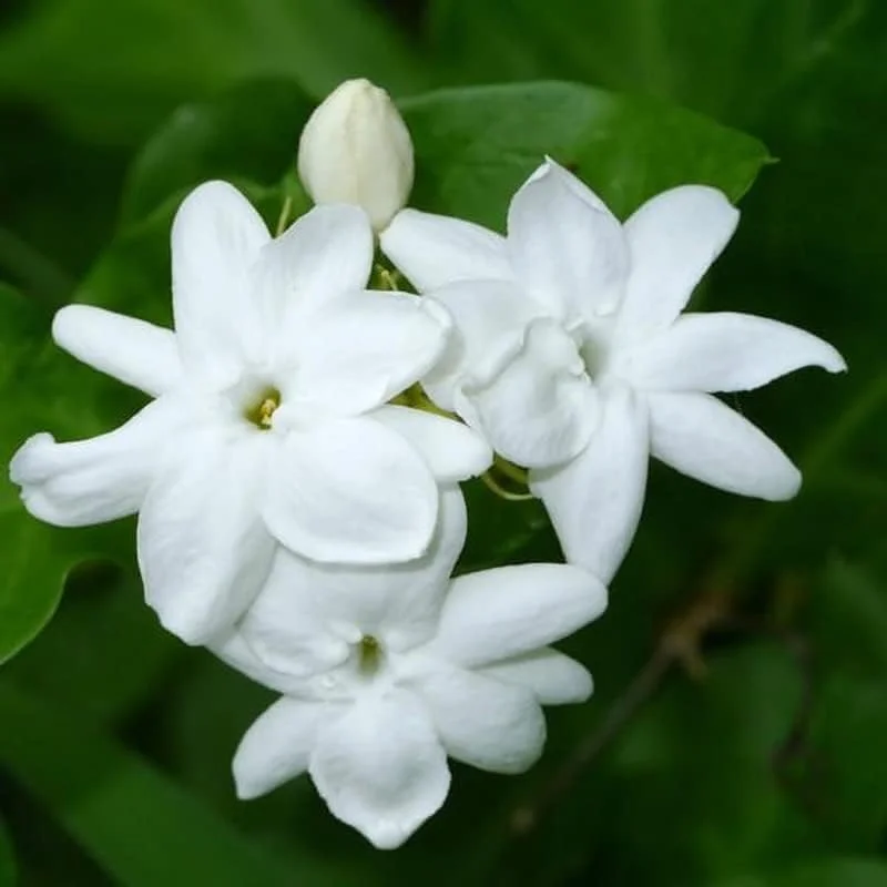 Arabian Jasmine Live Plant - Sambac Fragrant Flower, 5-7 Inch, Indoor/Outdoor - Image 2