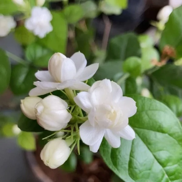 Arabian Jasmine Live Plant - Sambac Fragrant Flower, 5-7 Inch, Indoor/Outdoor - Image 4