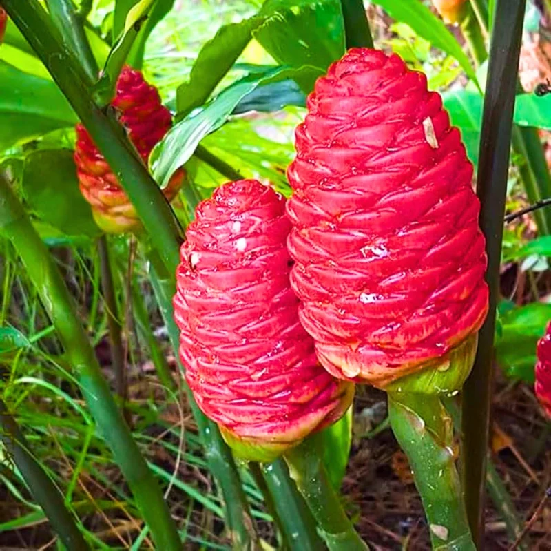 Awapuhi Ginger Rhizomes - 5 Live Shampoo Ginger Roots for Planting - Image 1