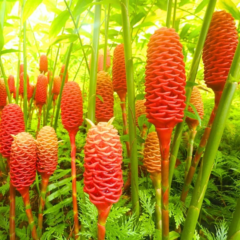 Awapuhi Shampoo Ginger Rhizomes - 6 Fresh Roots to Grow - Zingiber Zerumbet - Image 2