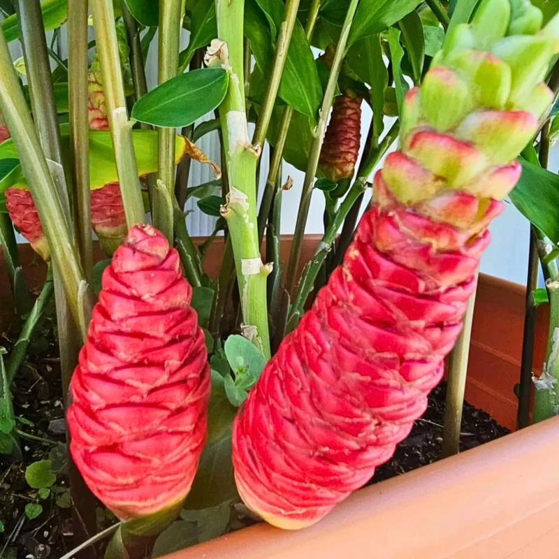 Awapuhi Shampoo Ginger Roots - 2 Live Rhizomes, Zingiber Zerumbet Pinecone Ginger, Grow Your Own Tropical Plant - Image 2