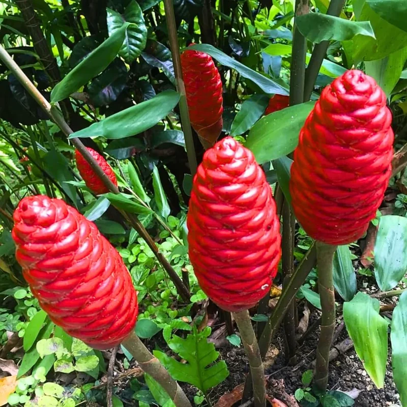 Awapuhi Shampoo Ginger Roots - 2 Live Rhizomes, Zingiber Zerumbet Pinecone Ginger, Grow Your Own Tropical Plant - Image 1