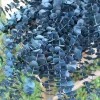 Baby Blue Eucalyptus Live Plant, 2.5-Inch Pot, Fragrant Silver-Blue Foliage, Indoor/Outdoor - Image 1