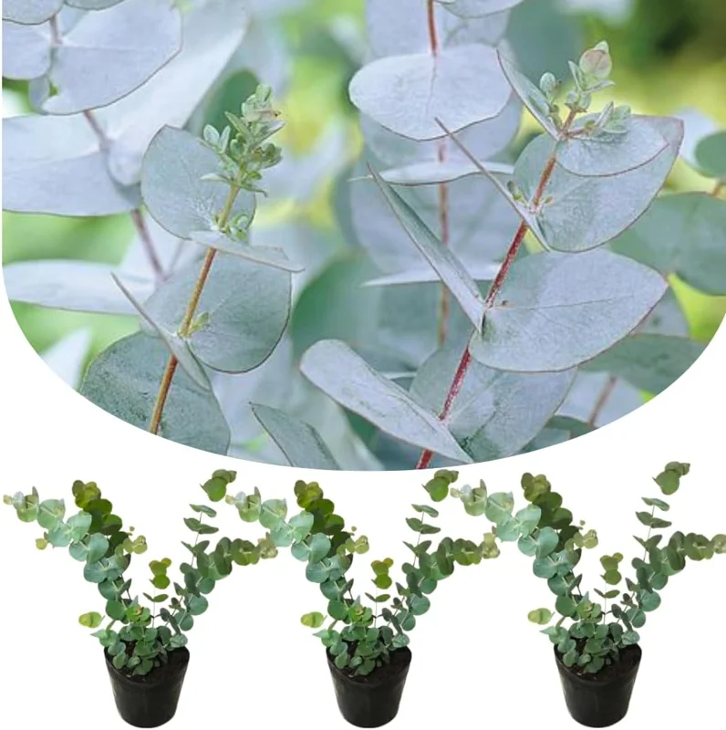 Baby Blue Eucalyptus Live Plant - 2.5" Pot Starter, Cold Hardy Tree - Image 3