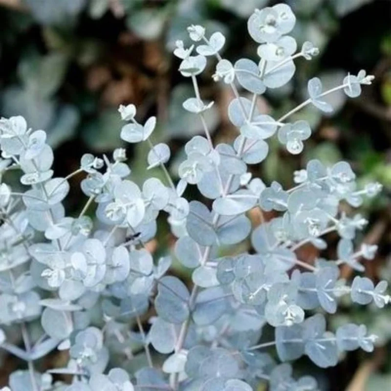 Baby Blue Eucalyptus Live Plant - 2.5" Pot Starter, Cold Hardy Tree - Image 5