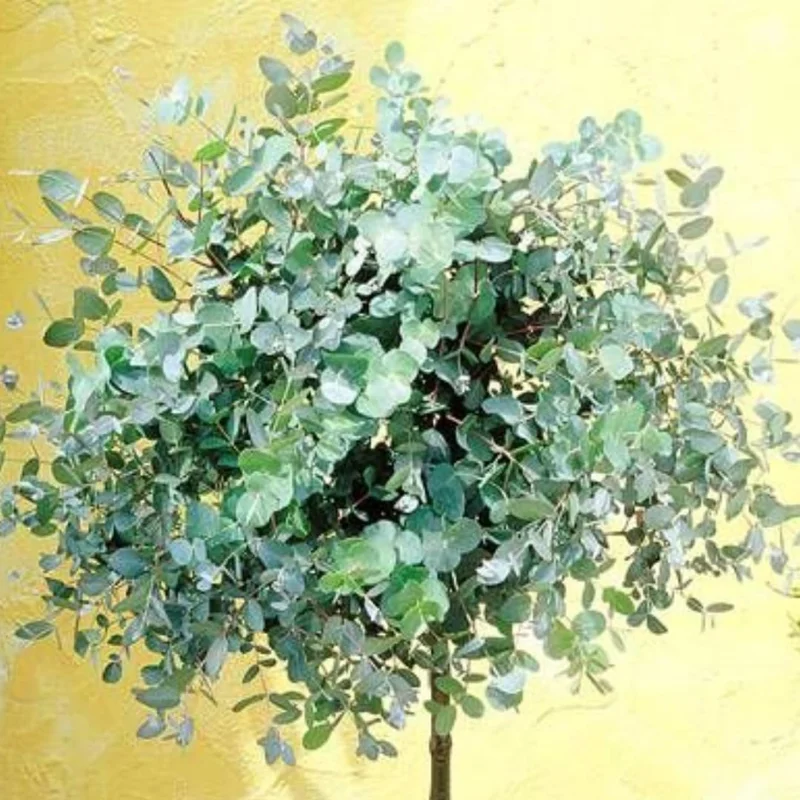 Baby Blue Eucalyptus Live Plant - 2.5" Pot Starter, Cold Hardy Tree - Image 7