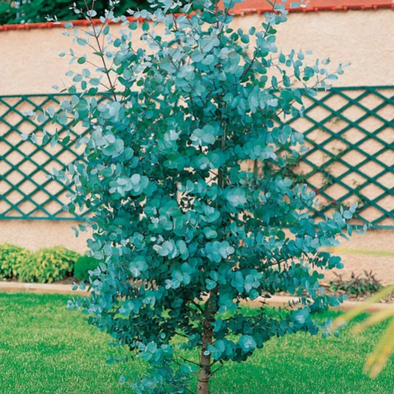 Baby Blue Eucalyptus Live Plant - 2.5" Pot Starter, Cold Hardy Tree - Image 1