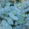 Baby Blue Eucalyptus Live Plant - 4 inch Potted, Aromatic Foliage - Image 1