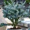 Baby Blue Eucalyptus Live Plant - Fragrant Silver-Blue Foliage, 2.5 Inch Pot, Indoor/Outdoor Starter Tree - Image 1