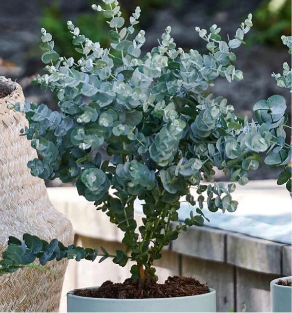 Baby Blue Eucalyptus Live Plant - Fragrant Silver-Blue Foliage, 2.5 Inch Pot, Indoor/Outdoor Starter Tree - Image 1