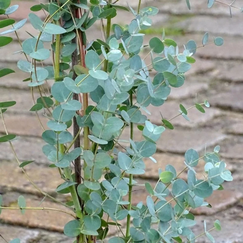 Baby Blue Eucalyptus Live Plant - Fragrant Silver-Blue Foliage, 2.5 Inch Pot, Indoor/Outdoor Starter Tree - Image 3