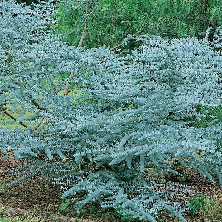 Baby Blue Eucalyptus Live Plant - Fragrant Silver-Blue Foliage, 2.5 Inch Pot, Indoor/Outdoor Starter Tree - Image 4
