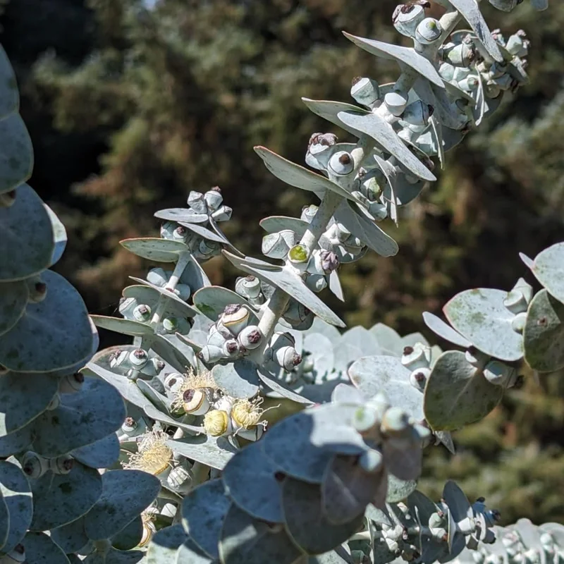 Baby Blue Eucalyptus Live Plant - Fragrant Silver-Blue Foliage, 2.5 Inch Pot, Indoor/Outdoor Starter Tree - Image 5