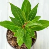Bay Laurel Live Plant, 1 Year Old Laurus Nobilis, 8-10 inches Tall, Fragrant Culinary Herb, Indoor/Outdoor - Image 1