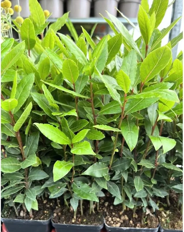 Bay Leaf Laurel Tree Live Plant 8-10" - Sweet Bay Laurus Nobilis for Culinary & Ornamental Use, Indoor/Outdoor - Image 2