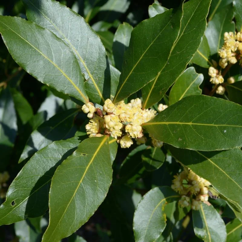 Bay Leaf Laurel Tree Live Plant 8-10" - Sweet Bay Laurus Nobilis for Culinary & Ornamental Use, Indoor/Outdoor - Image 3