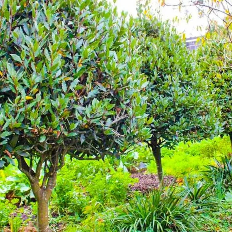 Bay Leaf Laurel Tree Live Plant 8-10" - Sweet Bay Laurus Nobilis for Culinary & Ornamental Use, Indoor/Outdoor - Image 5