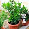 Bay Leaf Laurel Tree Live Plant 8-10" - Sweet Bay Laurus Nobilis for Culinary & Ornamental Use, Indoor/Outdoor - Image 1
