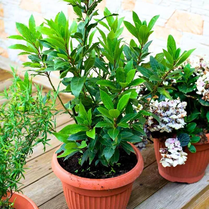 Bay Leaf Laurel Tree Live Plant 8-10" - Sweet Bay Laurus Nobilis for Culinary & Ornamental Use, Indoor/Outdoor - Image 1