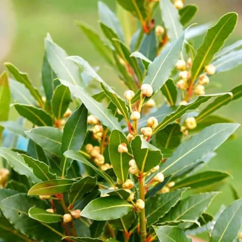 Bay Leaf Laurel Tree Live Plant 8-10" - Sweet Bay Laurus Nobilis for Culinary & Ornamental Use, Indoor/Outdoor - Image 8