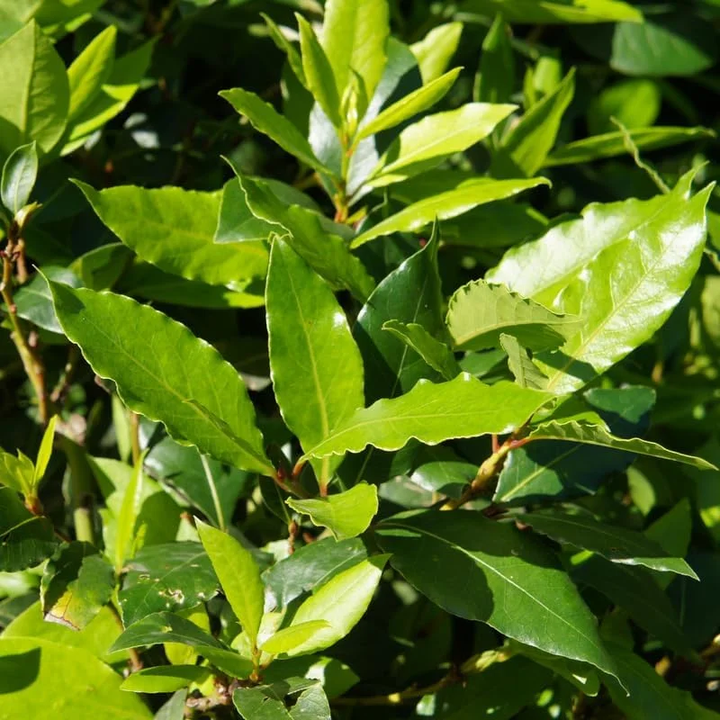 Bay Leaf Live Plant - 5-8 Inch Tall, Culinary Herb Tree in 4 Inch Pot for Indoor Outdoor Garden - Image 2