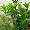 Bay Leaf Live Plant - 5-8 Inch Tall, Culinary Herb Tree in 4 Inch Pot for Indoor Outdoor Garden - Image 1